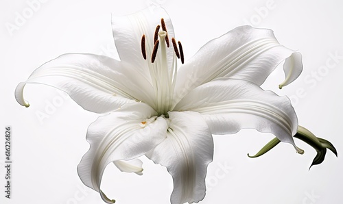  a white flower is in the middle of a white background with a brown stamen on the center of the flower and a brown stamen on the stamen of the stamen of the stamen of the stamen. generative ai