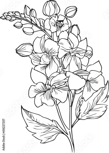 Delphinium flower drawing, delphinium tattoo black and white, pencil delphinium drawing, July Birth Flower Larkspur Drawing, minimalist July birth flower larkspur tattoo, larkspur July flower tattoo