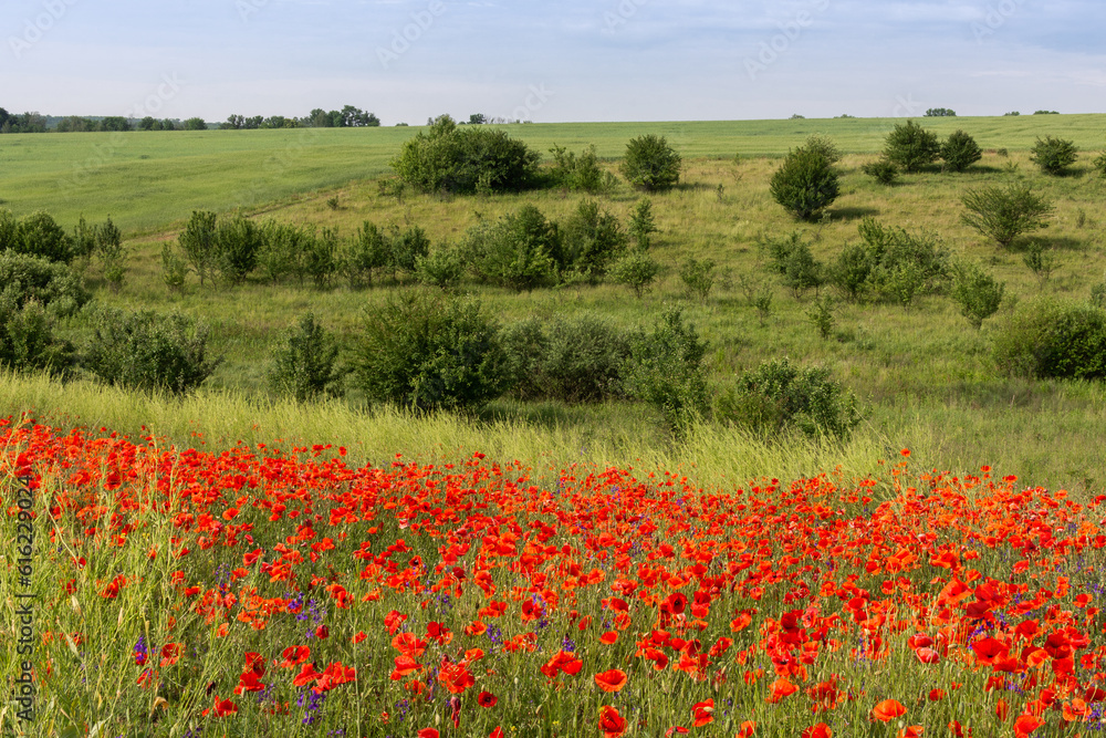 Summer time, poppies bloom in the field, the bright sun illuminates the meadow with poppies
