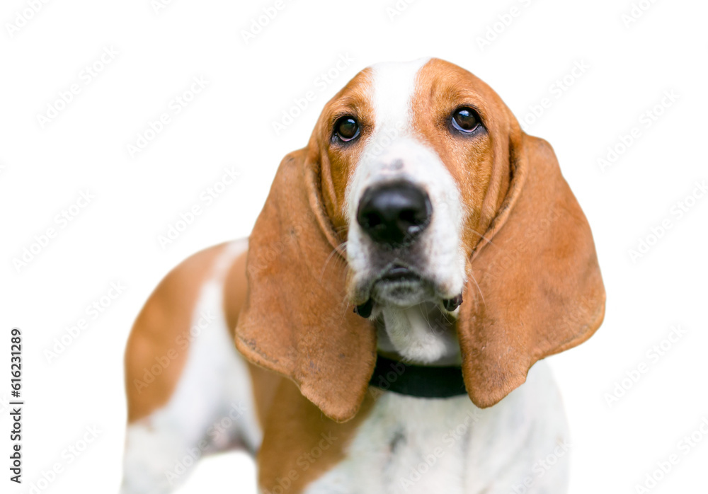 A red and white Basset Hound dog outdoors