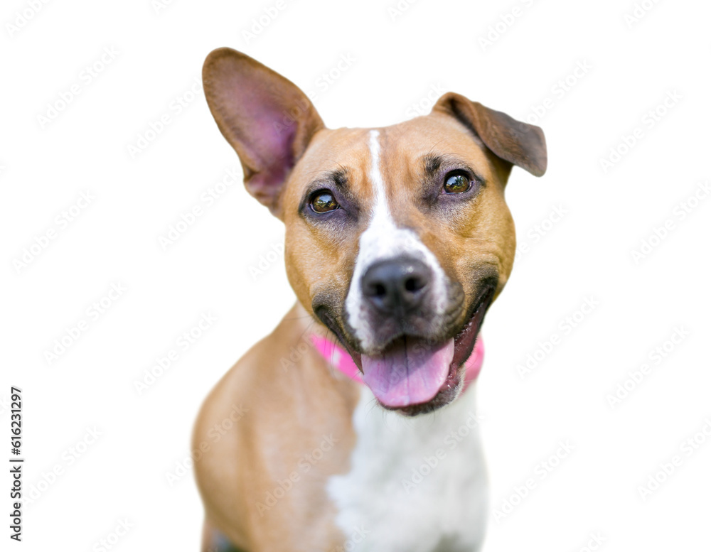 A happy mixed breed dog with one upright ear and one folded ear