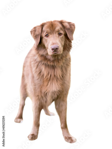 Fototapeta Naklejka Na Ścianę i Meble -  A furry brown Retriever mixed breed dog standing outdoors and looking at the camera