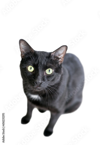 A black and white domestic shorthair cat looking up at the camera