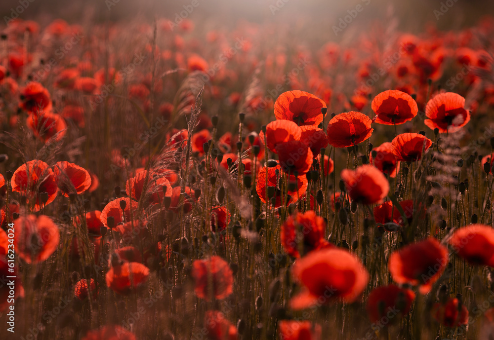 Obraz premium Czerwone maki, pole makowe