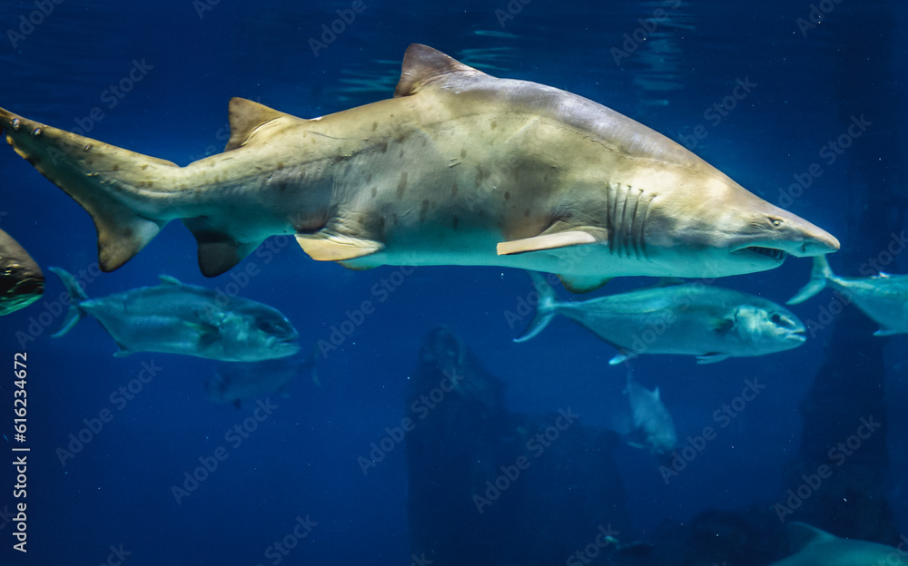 Naklejka premium Sand tiger shark swimming in large sea water aquarium
