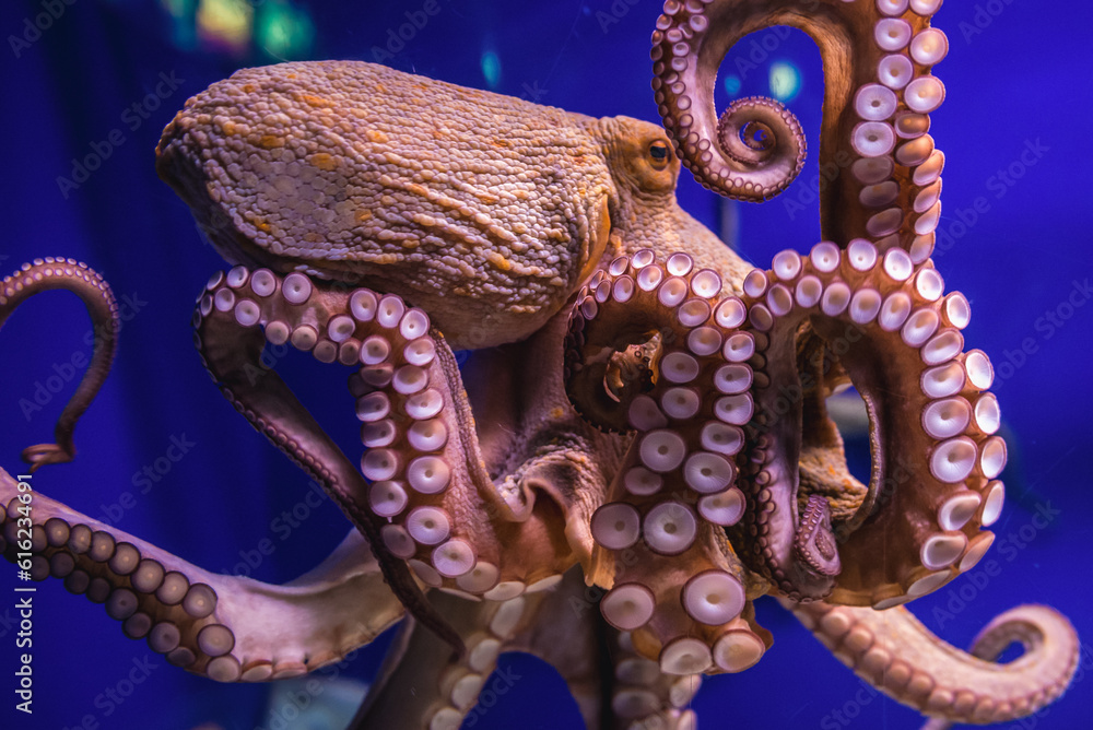 Common octopus in large sea water aquarium