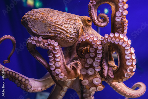 Obraz na płótnie Common octopus in large sea water aquarium w salonie