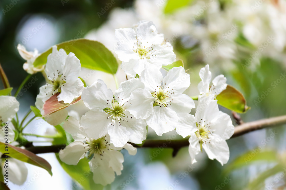 Close up look on a Prunus spinosa also known as blackthorn or sloe. Close up look on a Prunus spinosa also known as blackthorn or sloe.