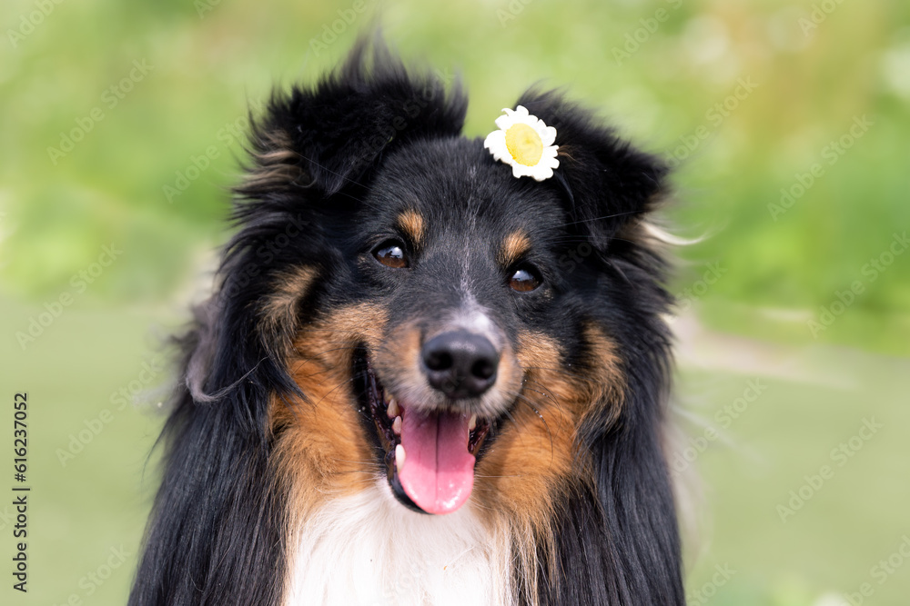 Beautiful sable white shetland sheepdog, small collie lassie dog outside portrait with poppy and chamomile midsummer circlet of flowers. Happy midsummer celebration postcard with smiling sheltie 