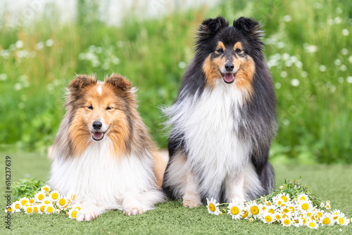 Photos Two beautiful sable white shetland sheepdog, small collie lassie dog outside portrait with cornflower camomille midsummer circlet of flowers