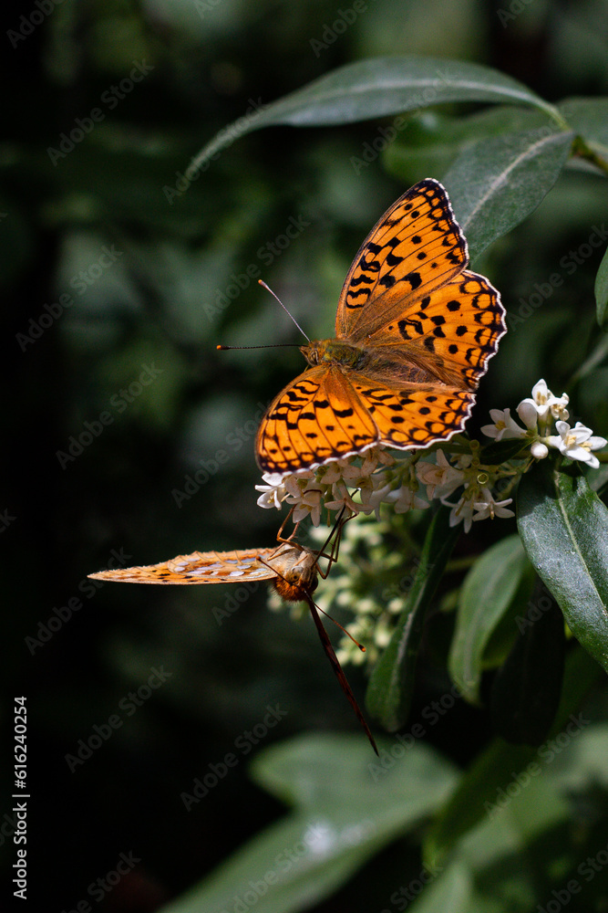 Obraz premium butterfly on flower