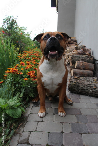 english bulldog puppy sitting on a bench