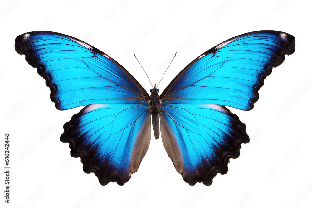Fototapeta premium Illustration of a butterfly, PNG transparent background, isolated on white, by Generative AI