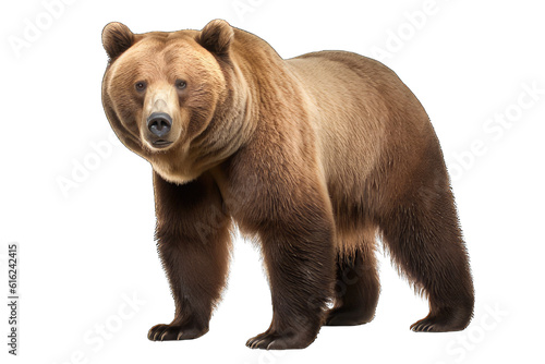 Illustration of a bear  PNG transparent background  isolated on white  by Generative AI