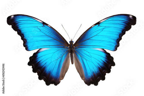 Illustration of a butterfly, PNG transparent background, isolated on white, by Generative AI © steffenak
