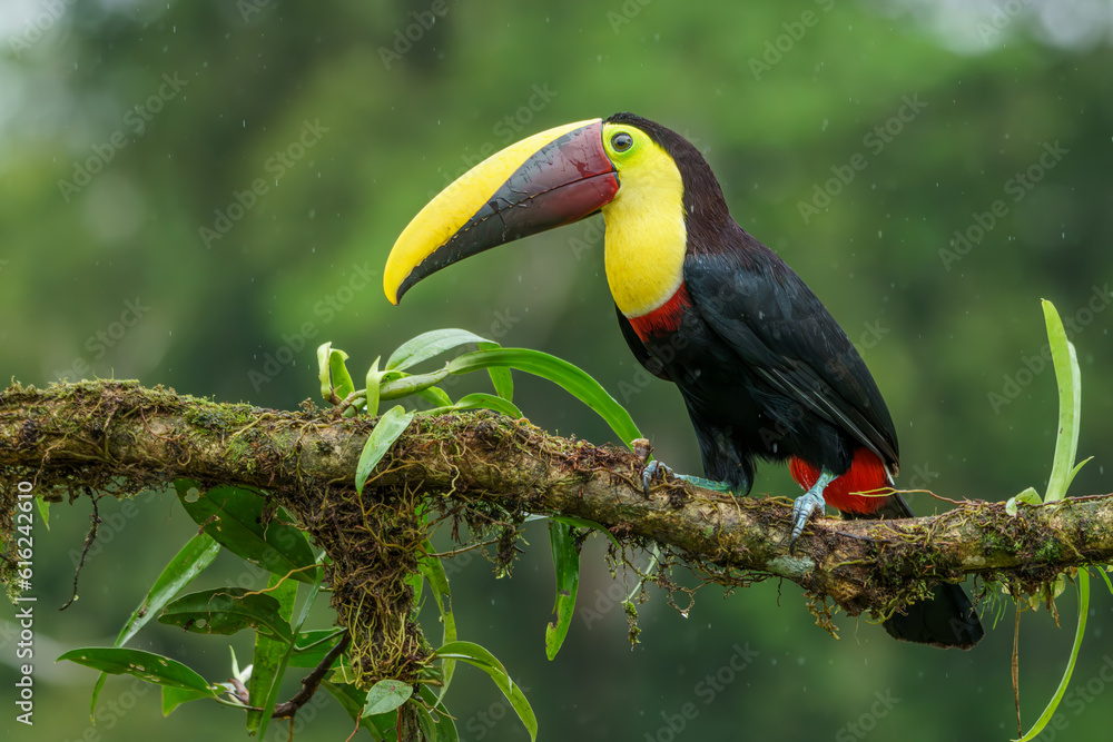 Yellow-throated Toucan