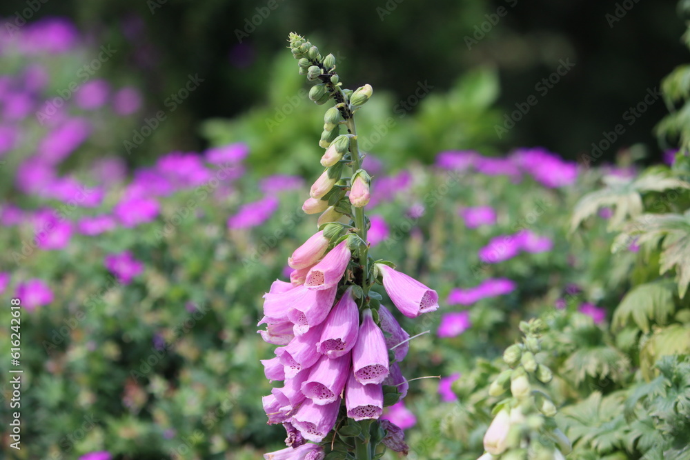 Obraz premium Digitalis purpurea, the foxglove or common foxglove, is a poisonous species of flowering plant in the plantain family Plantaginaceae, native to and widespread throughout most of temperate Europe. 