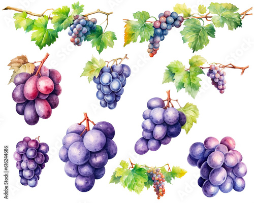Collection of red grapes on branch watercolor set isolated on white background. PNG transparent background. AI Generative.