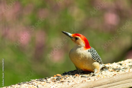 This cute little red-bellied woodpecker came out to the railing of the deck for some birdseed. I love his long black beak and his little red head. His little head almost tilted to the side curiously.