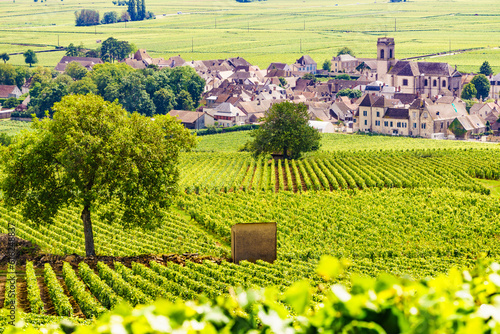 Vineyards and Pommard village, Burgundy in France. photo