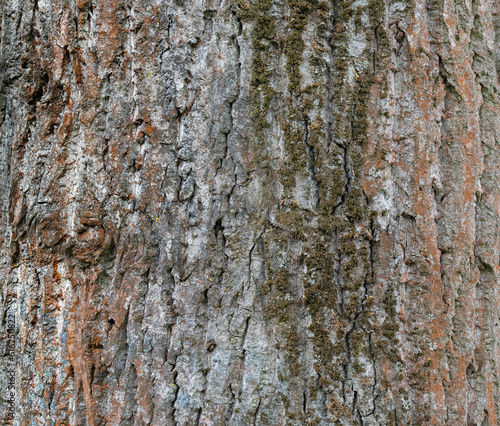 Bark Trees Texture Natural Gray
