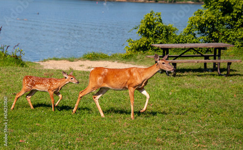 Deer in Riverside Park on the Potomac