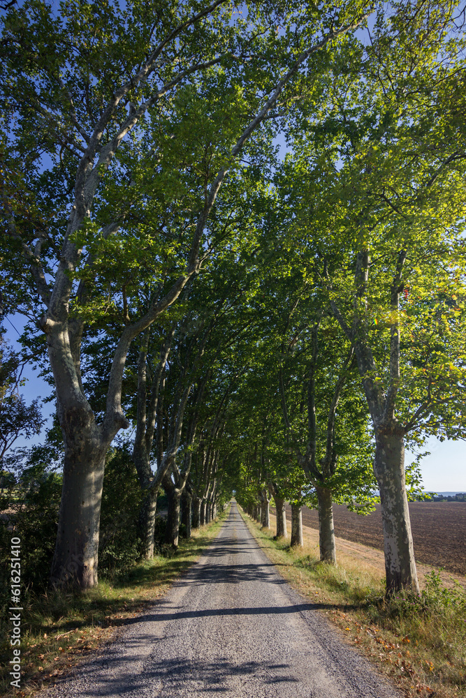 Travel by bike in the Canal du Midi (France)