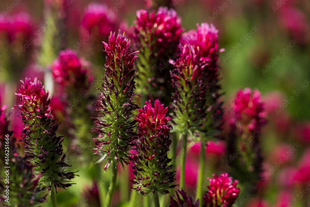 Agricultural crop red Clover incarnate - Trifolium incarnatum in the field. Agricultural crop red Clover incarnate - Trifolium incarnatum in the field.