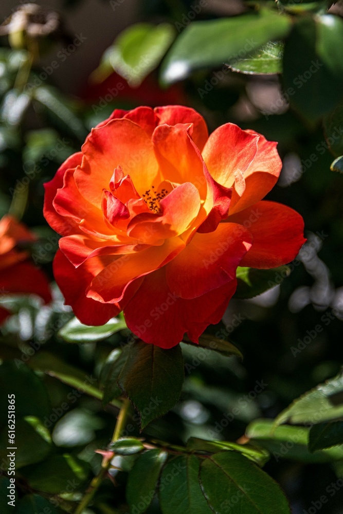 Red and Yellow Rose Blooming in the Garden Red and Yellow Rose Blooming in the Garden