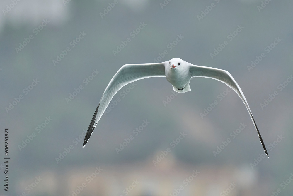 audouin's gull in flight over the mediterranean sea audouin's gull in flight over the mediterranean sea