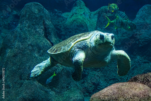 Sea Turtle Swimming Underwater © Greg Meland