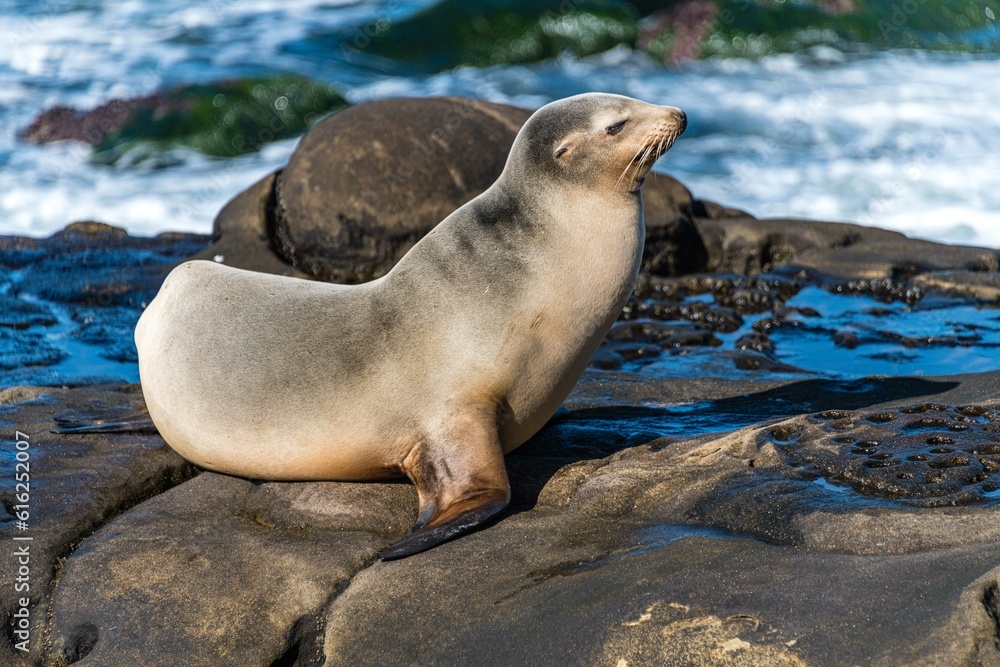 Fototapeta premium sea lion on the beach