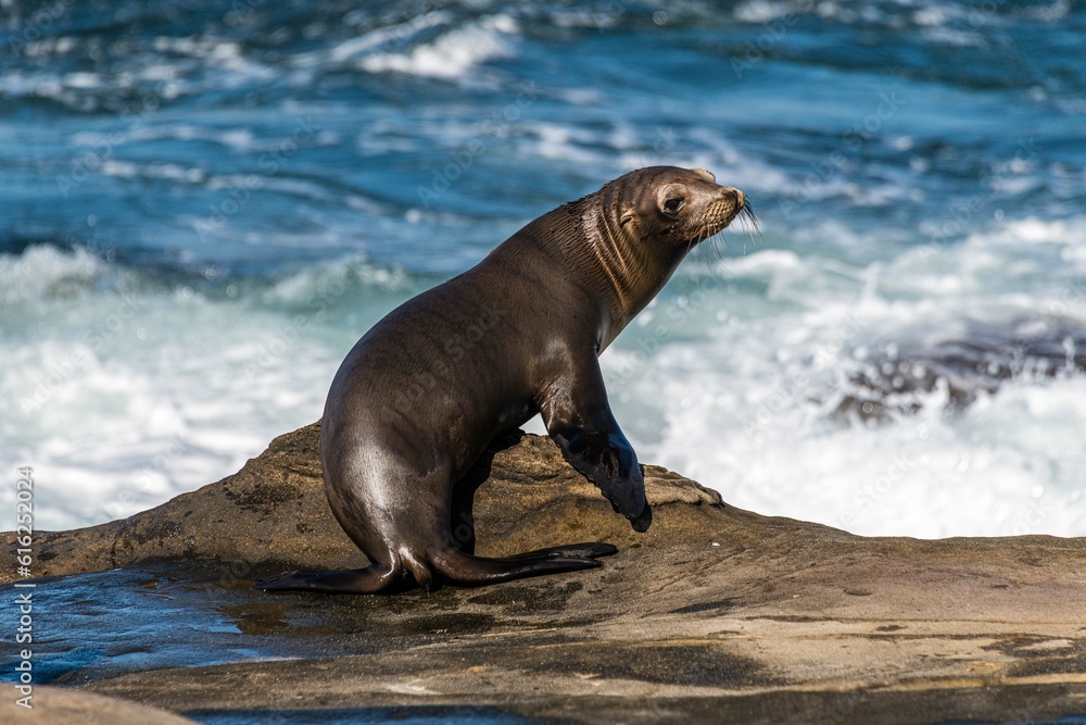 Naklejka premium Sea Lion Sitting on the Rocks