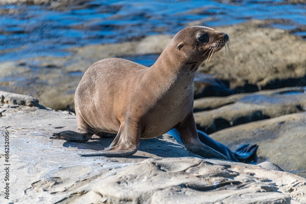 Fototapeta premium sea lion on the rocks