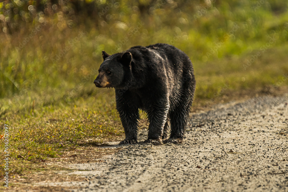 A Black Bear Walking in a Meadow A Black Bear Walking in a Meadow