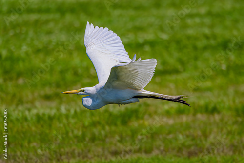 A Snowy Egret in Flight