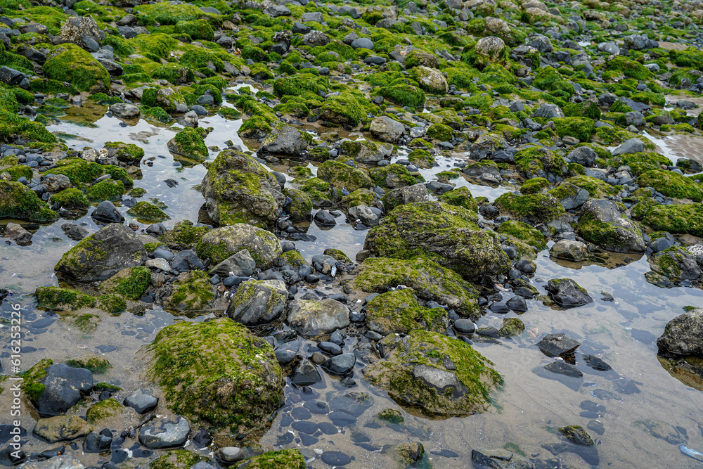 Low tide in front of the Haystack Rock on the Cannon Beach along the Oregon Coast.