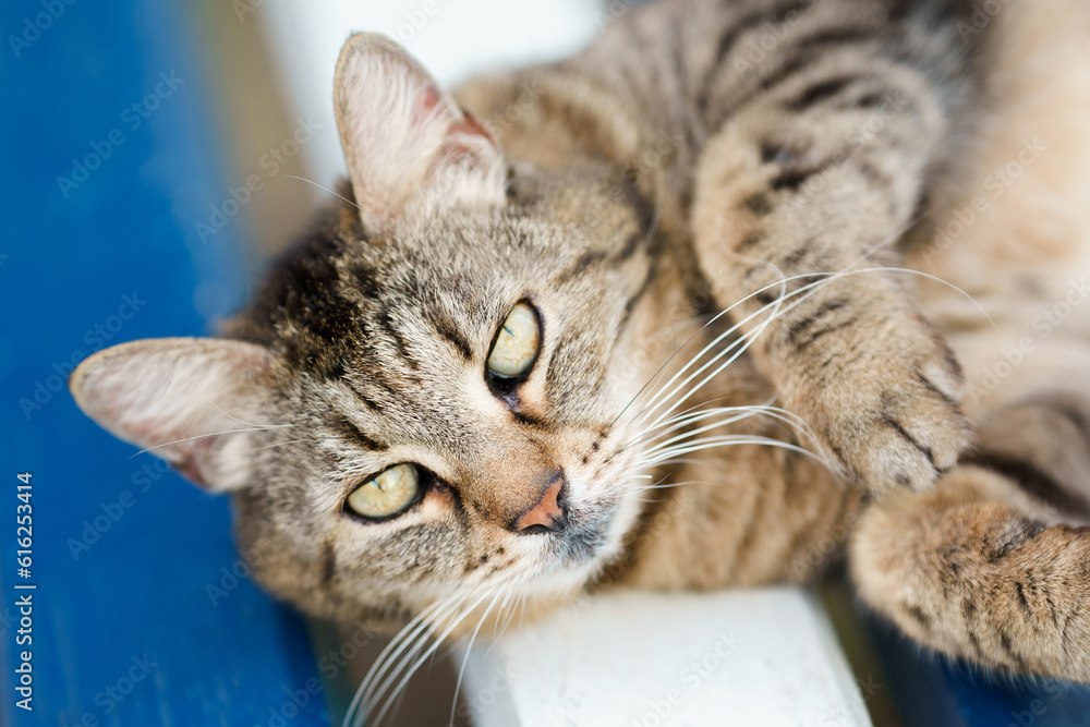 Fototapeta premium A beautiful striped cat is lying on an outdoor bench