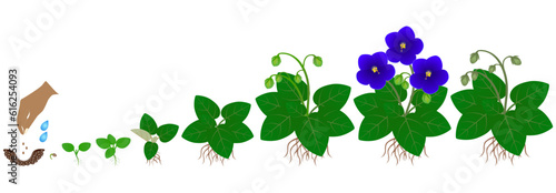 Cycle of growth of saintpaulia violets plant isolated on a white background.