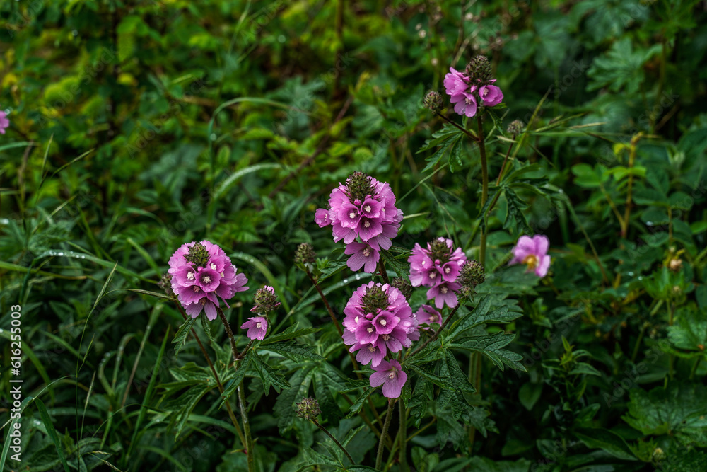 Pink flowers growing along the Oregon Coast. Pink flowers growing along the Oregon Coast.