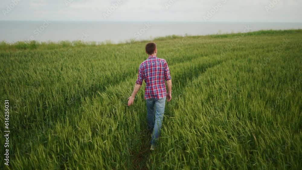 Farmer walks in green rye field and touches ripening wheat ears with hand. Agronomist man going through scenic grain field with sea view. Agriculture, harvesting, farming, world hunger crisis concept. Farmer walks in green rye field and touches ripening wheat ears with hand. Agronomist man going through scenic grain field with sea view. Agriculture, harvesting, farming, world hunger crisis concept.