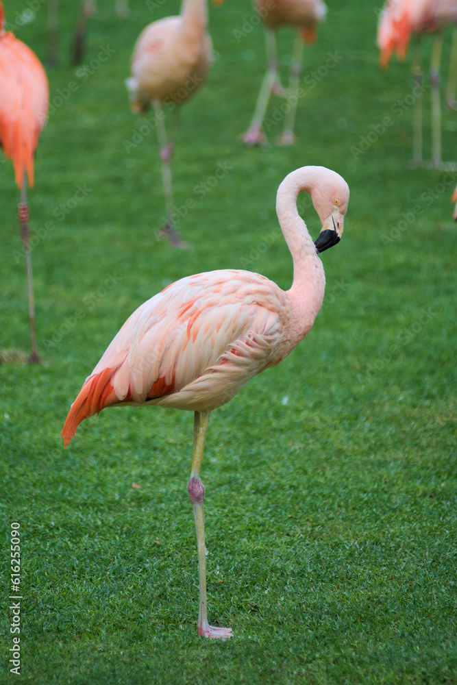 White and pink flamingo with a heart-shaped neck and a standing posture, one leg is closed and the other is stretched out. White and pink flamingo with a heart-shaped neck and a standing posture, one leg is closed and the other is stretched out.
