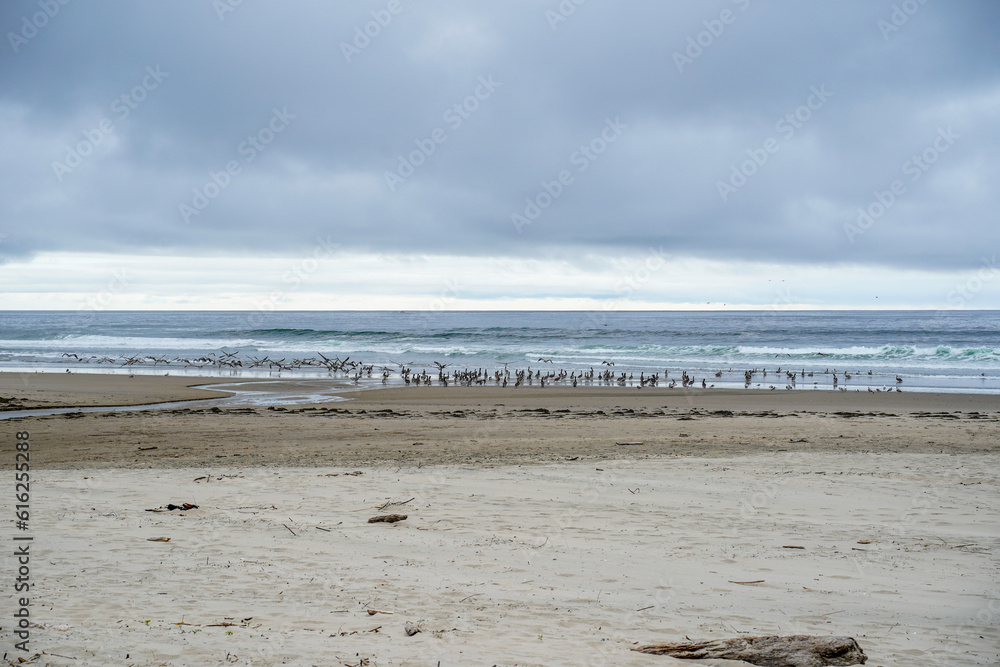 Seagulls and Pelicans on the shoreline of an Oregon beach. Seagulls and Pelicans on the shoreline of an Oregon beach.