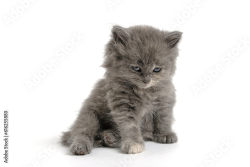 Sitting gray, fluffy kitten on white background.