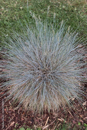 Ziergras im Garten. " Blauschwingel".