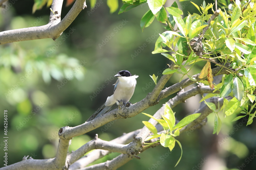 Obraz premium Azure-winged Magpie (Cyanopica cyanus) in Japan