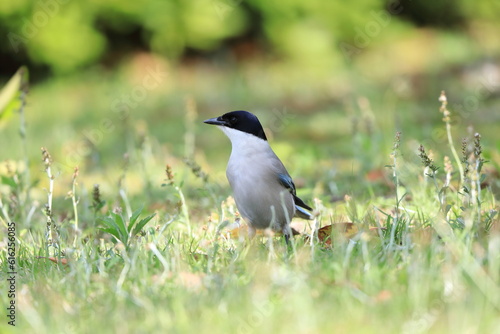 Azure-winged Magpie (Cyanopica cyanus) in Japan