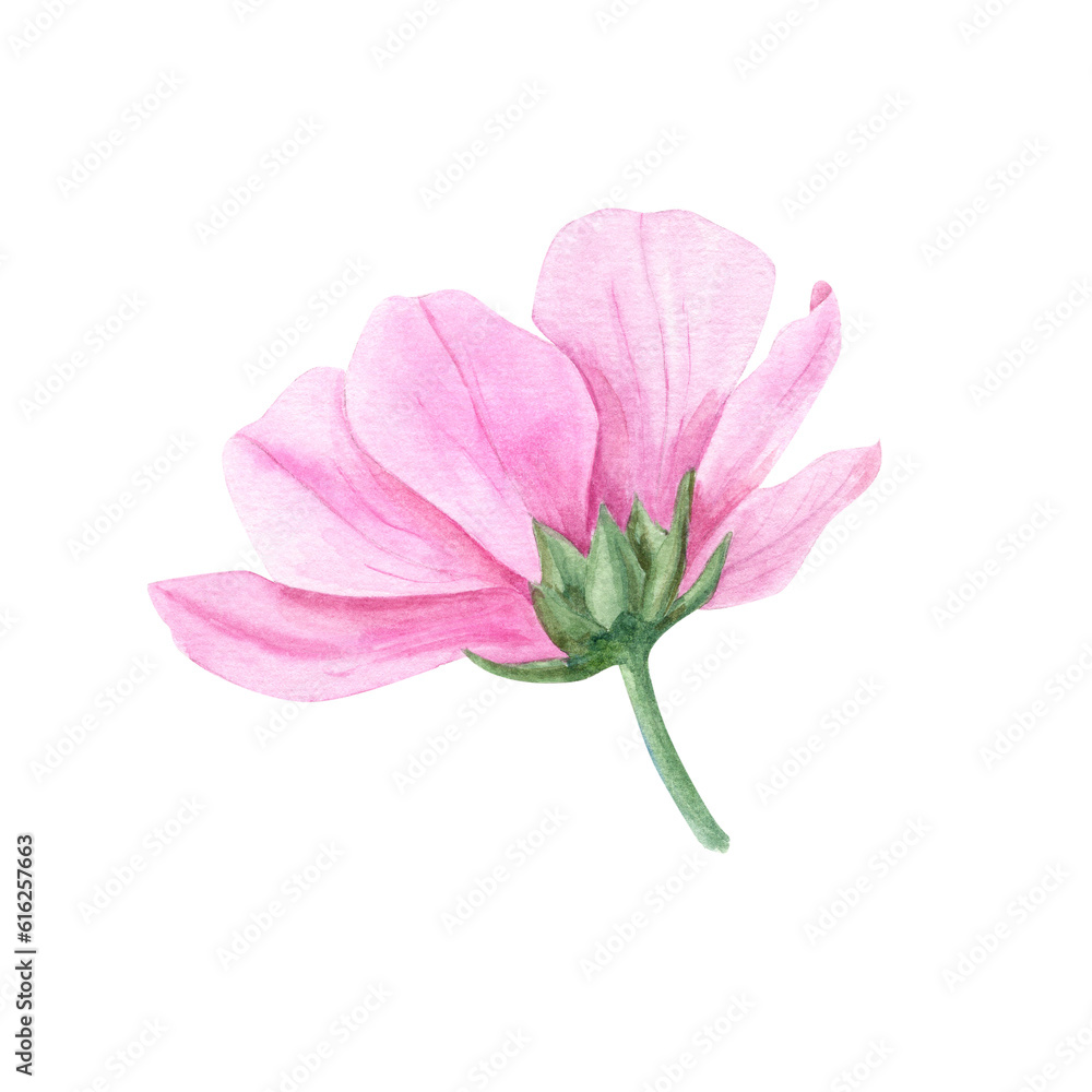 Pink blooming anemone isolated on transparent background. Spring flower for design cards of Valentines day, birthday, mothers day, wedding invitation, for wrapping paper or textiles Pink blooming anemone isolated on transparent background. Spring flower for design cards of Valentines day, birthday, mothers day, wedding invitation, for wrapping paper or textiles