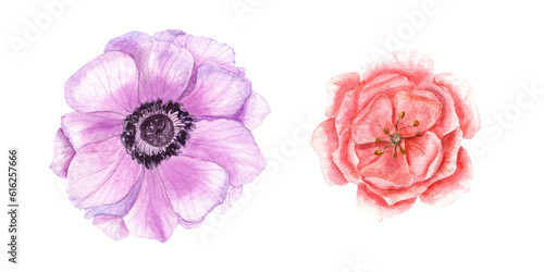Colorful bright flowers isolated on transparent background. Watercolor illustration for spring or summer design of invitation, wedding, greeting cards, template