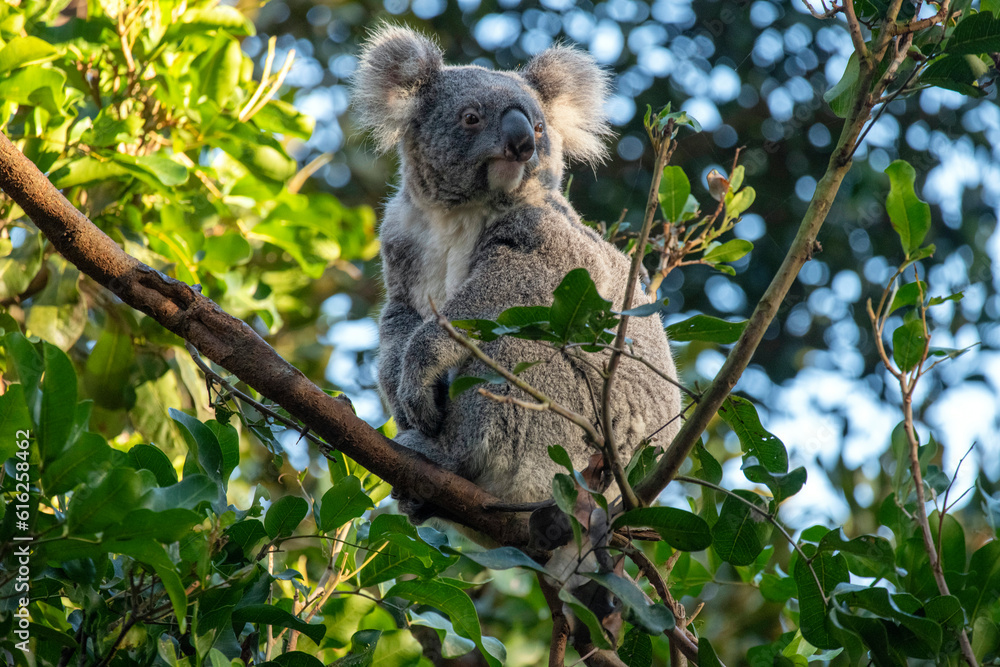 Obraz premium Koala, Sydney, Australia